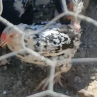 مرغ گلین