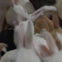 بچه خرگوش سالم باادب حرف گوش|موش و خرگوش|خرمآباد, |دیوار