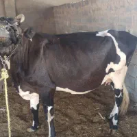 سلام گاو باگوساله ماده