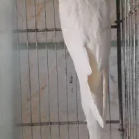 طوطی گرینچیک|پرنده|محمدیه-قزوین, |دیوار