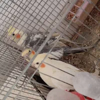 فروش عروس هلندی|پرنده|جوادآباد, |دیوار