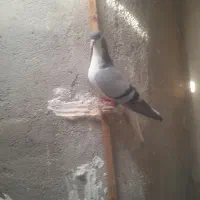 کبوتر|پرنده|شیروان (خراسان), |دیوار