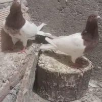 کبوتر قرمزی باش|پرنده|اهر, |دیوار