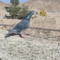 کبوتر|پرنده|مود, |دیوار