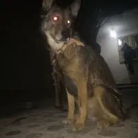 فروش سگ ژرمن پلییسی|سگ|شادگان, |دیوار