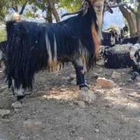 فروشی بعده تخمی