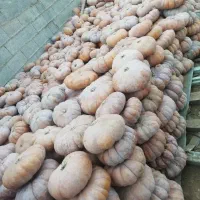 طلای گیلان|جواهرات|صومعه‌سرا, |دیوار