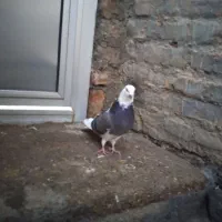 یه دونه کبوتر شازده ماده|پرنده|میاندوآب, |دیوار