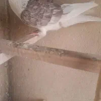 کفتر|پرنده|تهران, جوانمردان (اندیشه)|دیوار