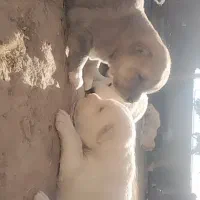 کوچوک نسل دار اینده دار