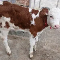 دامهای درجه یک