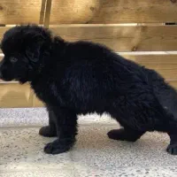 روت ژرمن و....|سگ|فردیس, منظریه|دیوار