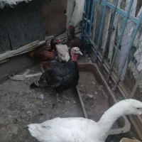 غاز .بوقلمون.مرغ|حیوانات مزرعه|چهاربرج, |دیوار