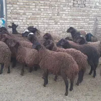 بره نر پرواری افشار