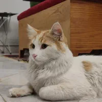 واگذاری گربه مهربون ترین گربه