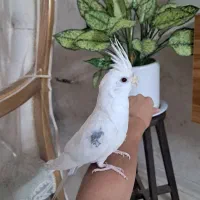 عروس هلندی تکخال آلبینو نر . ماده لوتینو .جفت