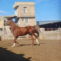 اسب سیلمی سواری|اسب و تجهیزات اسبسواری|فسا, |دیوار