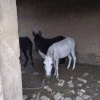 فروش الاغ شیرده