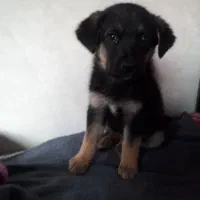 توله ژرمن دوماه