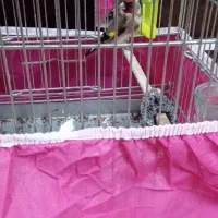 سهره نر پاییزه