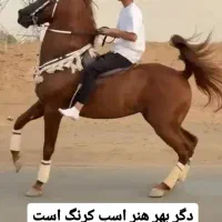 دوتا مادیان روزگاری