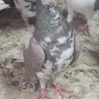 ماده بزک پلاکی و شهری و پشتی پلاکی|پرنده|شیراز, کوشک میدان|دیوار