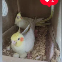 دوجفت لوتینومولد تضمینی معاوضه باگرینچیک اوقون فری