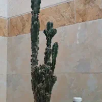 بنسای آدنیوم.کاکتوس صخره ای کلکسیونی