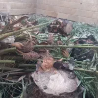 هرس وخرید چوب قیمت مناسب