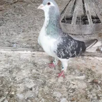 ساده مگسی و موشی فری