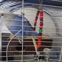 طوطی کوتوله|پرنده|شاهین‌شهر, مسکن مهر|دیوار