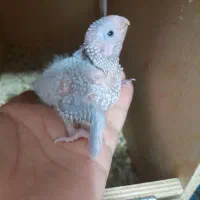 4 تاجوجه گرینچیک