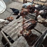 جوجه نژادار|حیوانات مزرعه|رودان, |دیوار