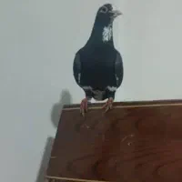 نر سیاه پلنگ عتیقه|پرنده|کرمان, |دیوار