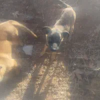 سگ مالینویز