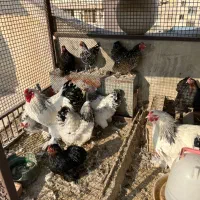 مرغ و خروس برهما و گلین