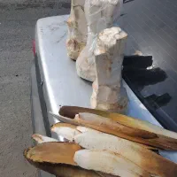 کورک به قیمت عمده تازه