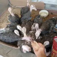 بوقلمون