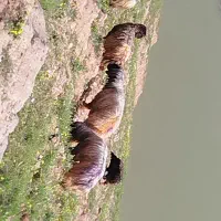 نرمیش|حیوانات مزرعه|شیراز, تندگویان|دیوار