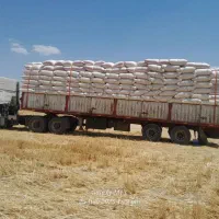 خریدار کاه گندم تناژ بالا