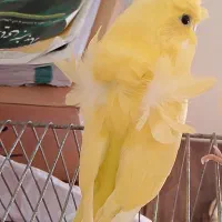 مرغ عشق پروانه ای،سهره،قناری|پرنده|مشهد, کوی ولیعصر|دیوار