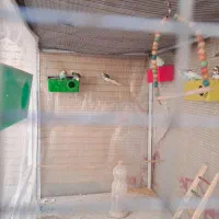 مرغ عشق رنگین کمانی