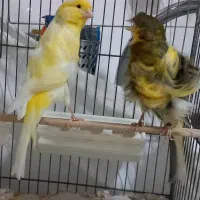 قناری نر وماده دورگ فر