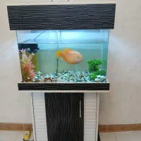 اکواریم ماهی پرت