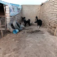 سه عدد سگ همقال