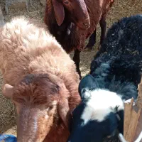 فروش بره|حیوانات مزرعه|فریدونشهر, |دیوار