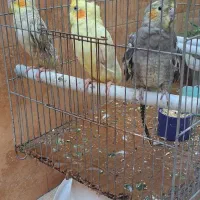 عروس هلندی