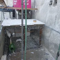 گنجه کفتر یا مرغ خروس