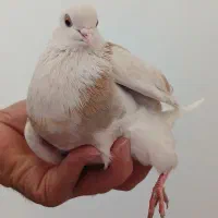 کبوتر