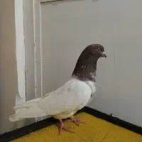 یک جفت کبوتر باشلی نروماده|پرنده|تبریز, |دیوار